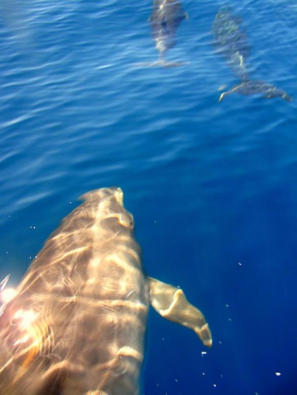 Dolphins from a recent Winnie fishing trip