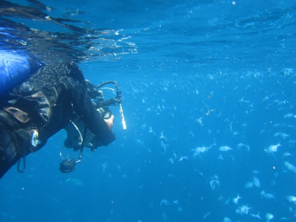 Blue Maomao and Trevally Boil Up, Poor Knights