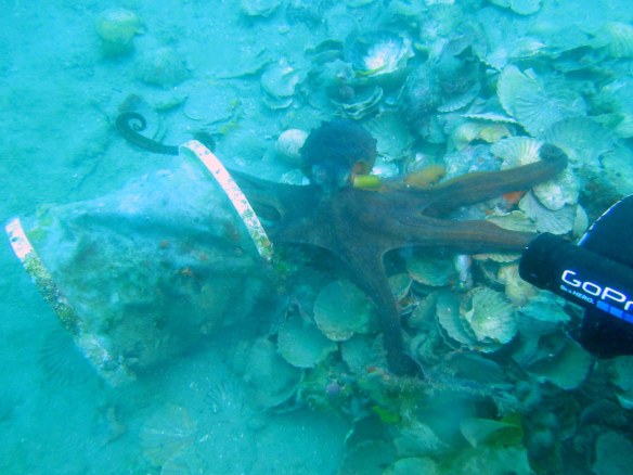 Octopus, Northland Harbours