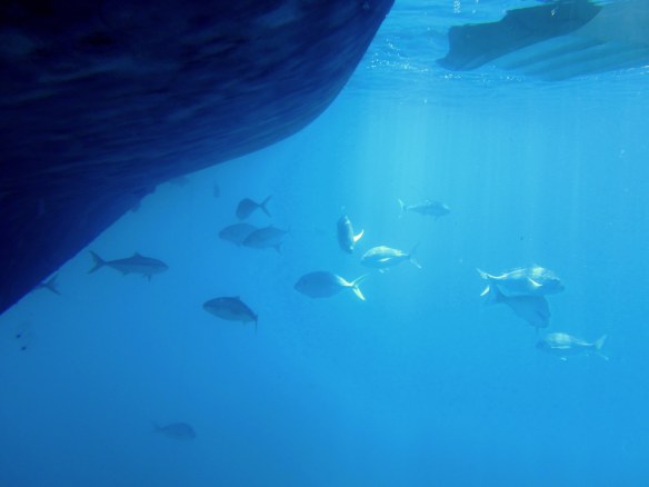 Snapper and Kingfish crusing under the boat, Poor Knights